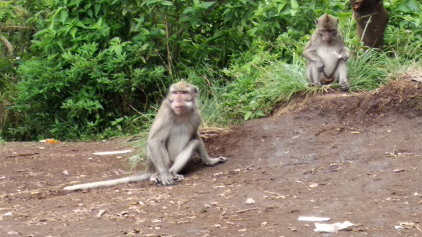 猴子们在一片温顺的森林里栖息图片下载