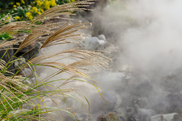 泥地狱是别府八大温泉(温泉)之一，前景为花草或禾科图片下载
