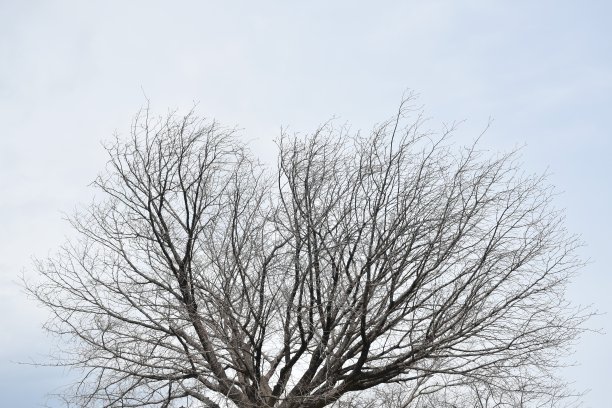 银杏树在冬天落叶，在春天发芽图片下载