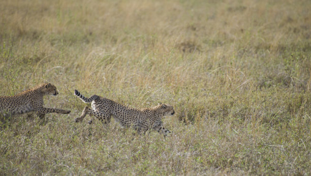 猎豹跑图片下载