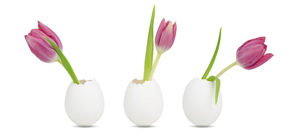 三个蛋壳和粉红色的郁金香图片下载