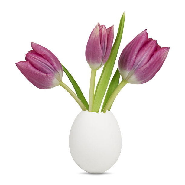 蛋壳和三个粉红色的郁金香图片下载