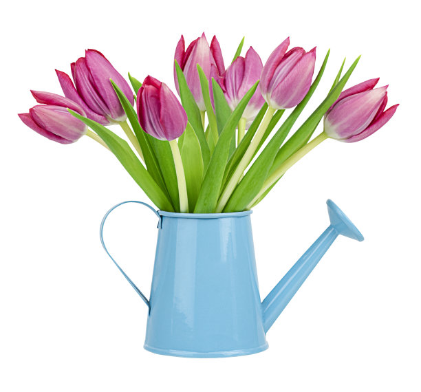 水桶里的春天粉色郁金香图片下载