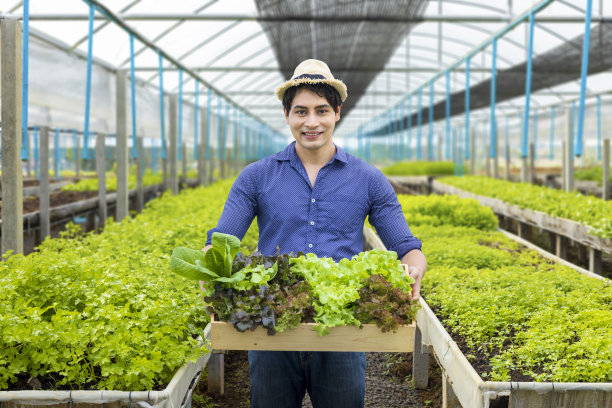 亚洲当地农民在温室里种植自己的沙拉生菜，使用有机土壤方法经营自己的生意，并挑选一些出售图片下载