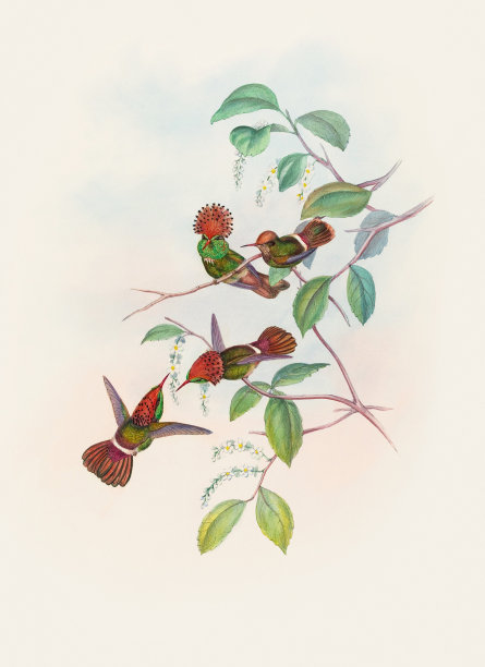 古董蜂鸟插图。Lophornis Reginar图片下载
