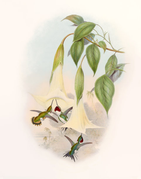 古董蜂鸟插图。Calothorax Mulsanti图片下载