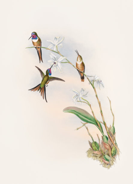 古董蜂鸟插图。Doricha Lyrura图片下载