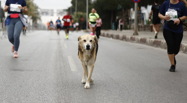 和马拉松选手遛狗图片下载