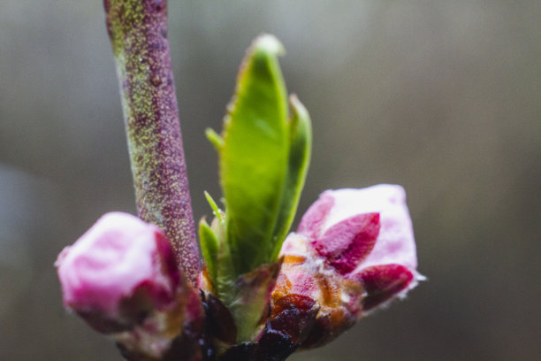 桃花盛开的特写视图图片下载