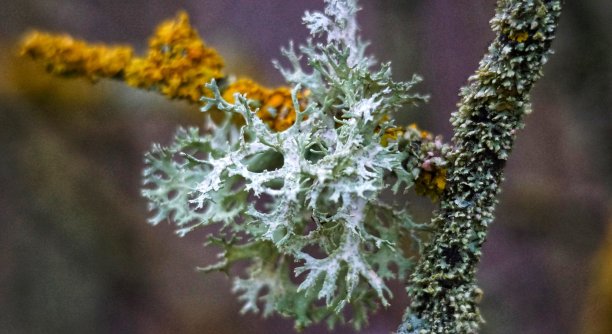 苔藓，枯树上的地衣图片下载