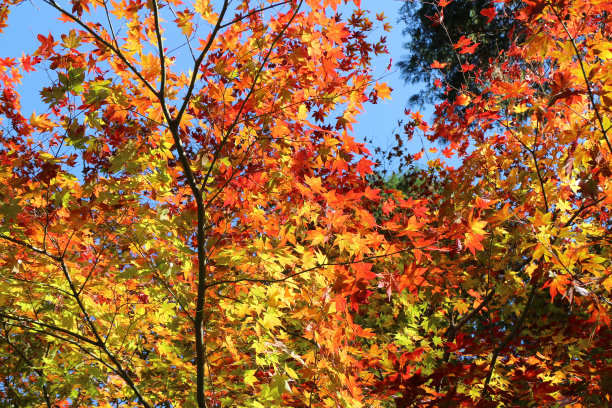 日本京都的秋叶图片下载