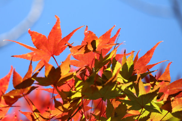 日本京都的秋叶图片下载