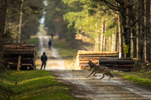 灰狼(Canis lupus)，灰狼。狼打猎。图片下载