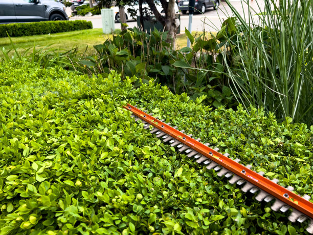 园林设计师正在用电锯修剪树篱图片下载