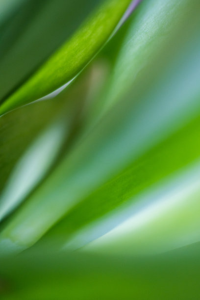绿色郁金香叶子的微距镜头。抽象的自然背景。图片下载