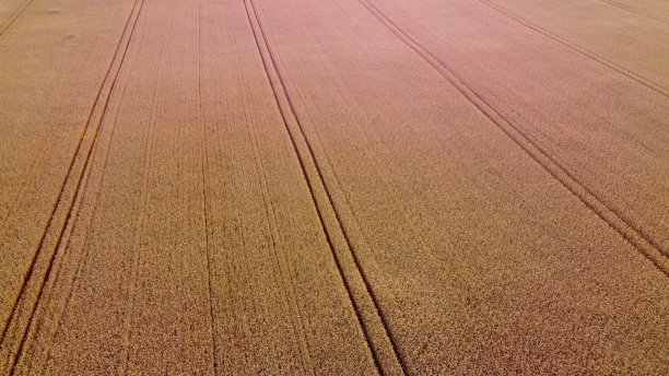 无人机在黄澄澄的麦田上空观看飞行。成熟的收获图片下载