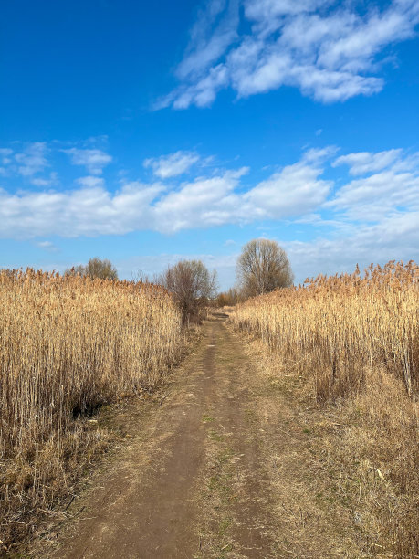 黄色芦苇与蓝天之间的土路特写图片下载