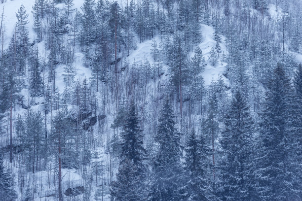 山上的云杉林。图片下载