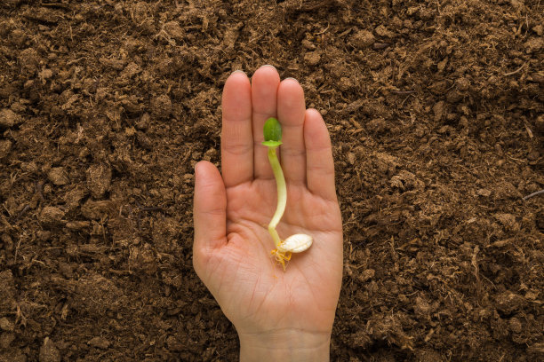 年轻的成年女子张开手掌，展示绿色的南瓜芽与种子在新鲜的深棕色土壤。特写镜头。为早春的园艺季节做准备。自顶向下视图。图片下载