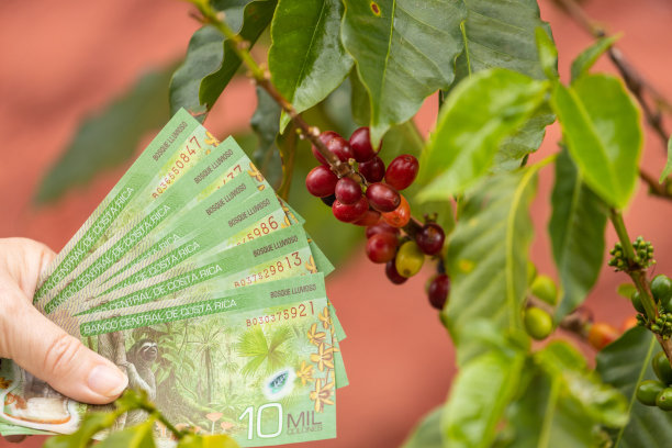 哥斯达黎加的咖啡生意，生产成本，市场，咖啡出口，进口，价格上涨，概念，咖啡厂旁边的一捆哥斯达黎加钞票图片下载