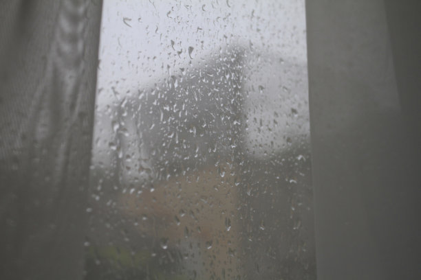 槟榔叶可见图片下载