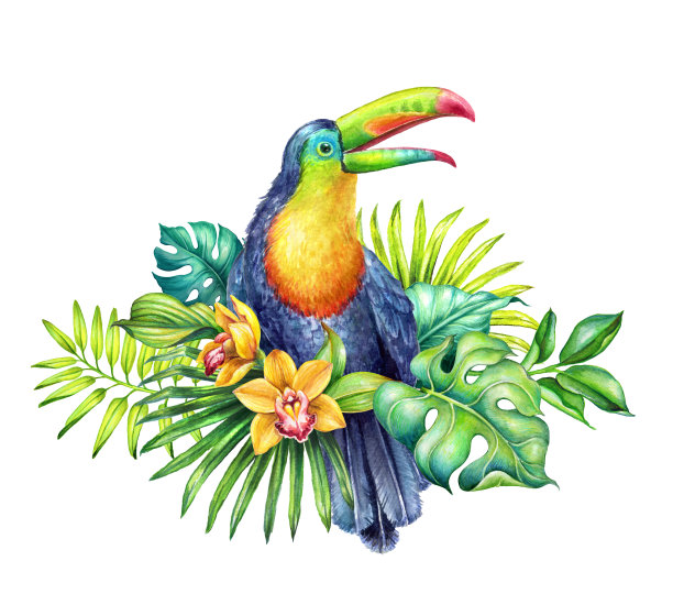 水彩植物插图，手绘巨嘴鸟在丛林，绿色的棕榈叶，天堂鸟，热带自然，孤立的白色背景图片下载