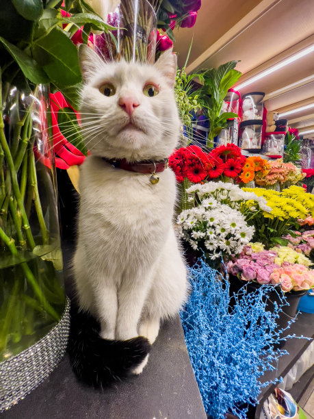 家猫在春天，低角度观看图片下载