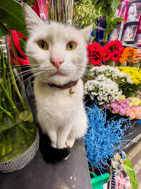 特写猫脸坐在柜台上图片下载