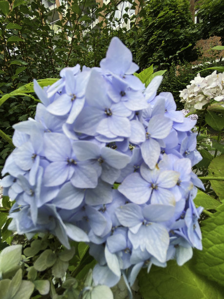 蓝色的绣球花图片下载