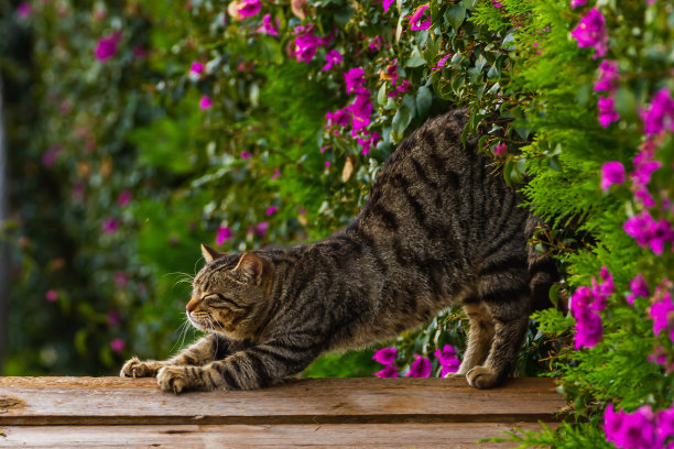 特写镜头图片下载