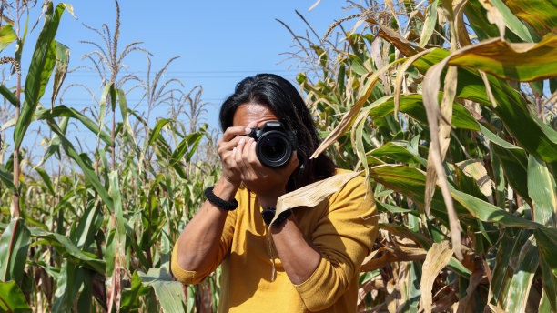 一位男摄影师在玉米地里拍照图片下载