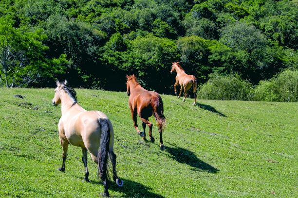 照片中的三匹马在绿色的田野里自由奔跑图片下载