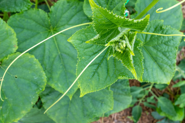 黄瓜生长在温室里。自然背景从绿叶黄瓜海报，日历，帖子，屏幕保护程序，壁纸，明信片，横幅，封面，网站。高质量照片图片下载