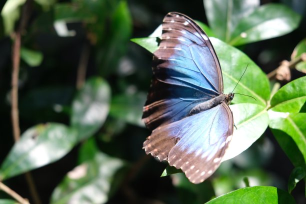萤火虫形态图片下载
