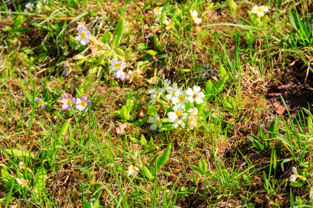 黄色的报春花(普通报春花)在春天的绿色草地上图片下载