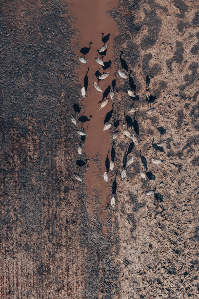 一群普通鹤(Grus Grus)鸟在池塘附近休息，在春季迁徙，空中图片下载