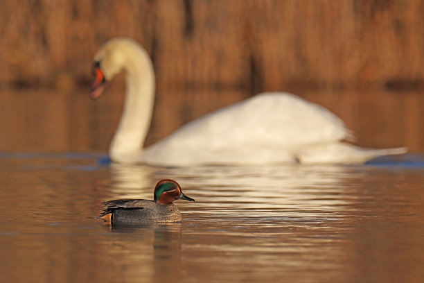 冬季蓝绿色-欧亚蓝绿色(Anas crecca)和静音天鹅-静音天鹅(天鹅色)。图片下载