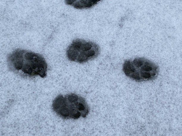 雪地里的爪印图片下载