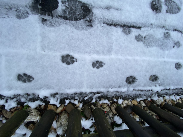 雪地里的爪印图片下载