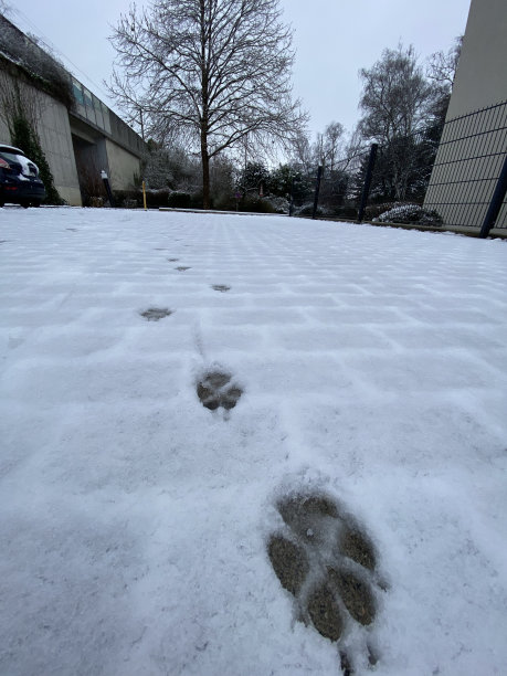 雪地里的爪印图片下载