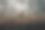 动物图像与黑色背景。黑色背景与动物形象。图片下载