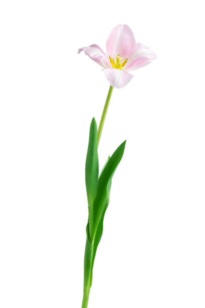 新鲜的花朵，刚剪下来的带叶子的黄色和粉色郁金香，孤立的图片下载