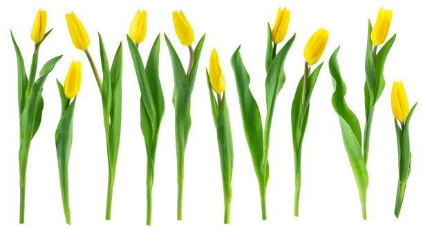 黄色和粉红色的郁金香，绿色的叶子孤立在白色的背景上图片下载