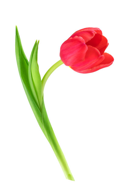 新鲜的花朵，刚剪下来的带叶子的黄色和粉色郁金香，孤立的图片下载