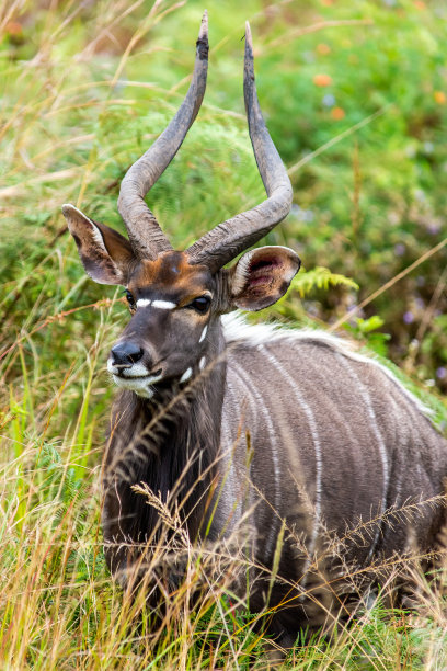 斯威士兰的一个野生动物保护区，Mlilwane野生动物保护区的尼亚拉羚羊图片下载