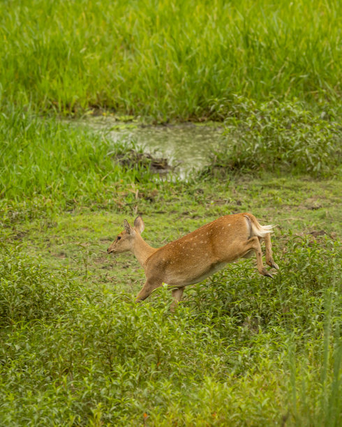 在印度亚洲北方邦的皮利比特国家公园森林老虎保护区，一种难以捉摸和脆弱的动物物种，在恐惧中奔跑和跳跃图片下载