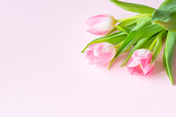 粉色背景上的粉色郁金香花束。贺卡为母亲节、三八妇女节、情人节。图片下载