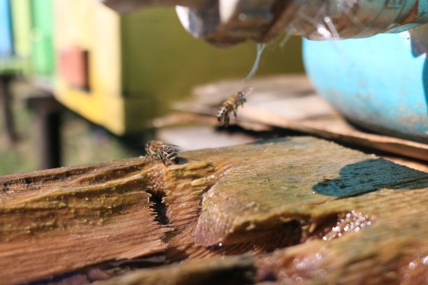 蜜蜂喝水图片下载