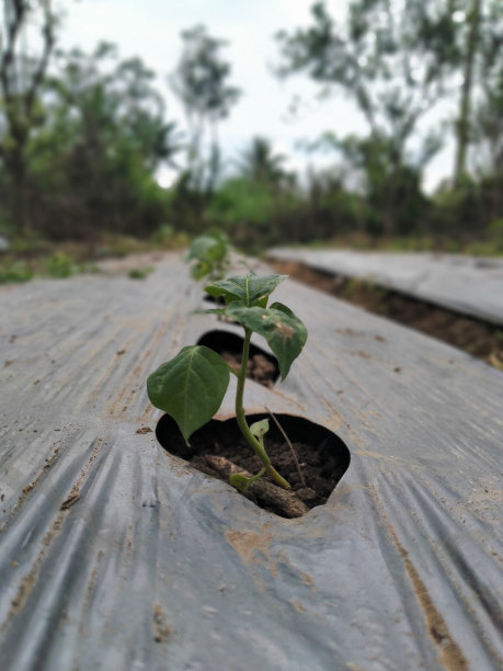 辣椒苗开始在农田里生长图片下载
