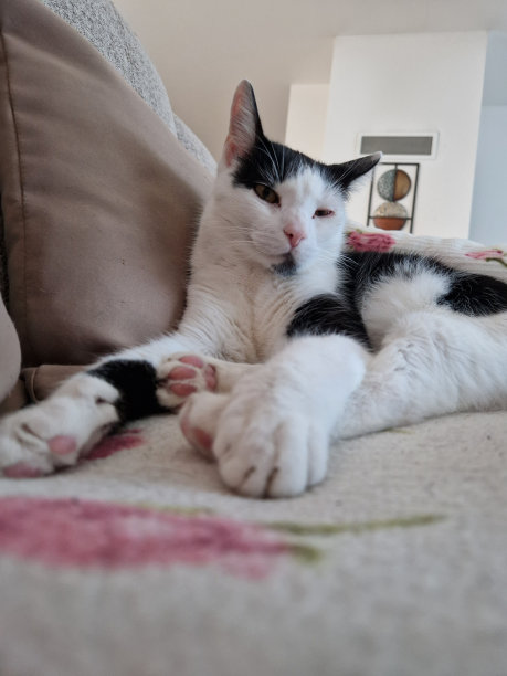 猫咪闲暇时在沙发上的照片图片下载